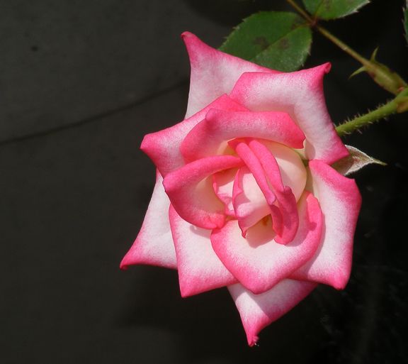 Magic Show photo ms2014_07260043_zps1afdfc59.jpg